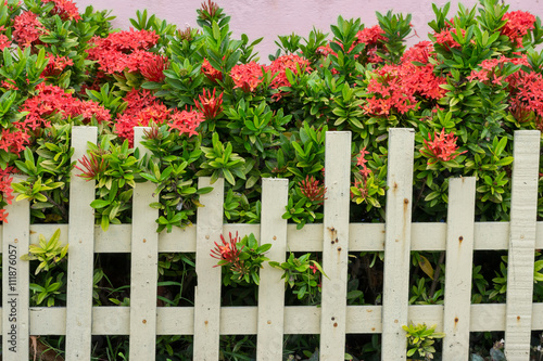 Ixora plants in Pot front of the house