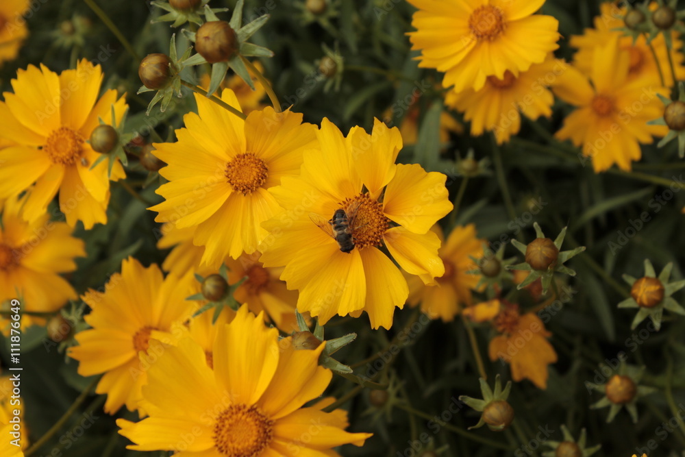 Obraz premium Yellow flowers grow in the garden.