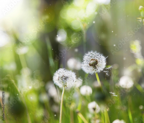 Delicate dandelions with lights, sparkle and sunlight