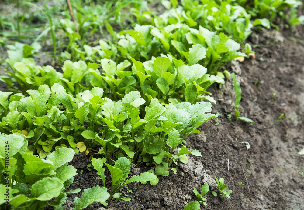 Organic radish rows seedling growing in the vegetable garden Organic radish rows seedling growing in the vegetable garden