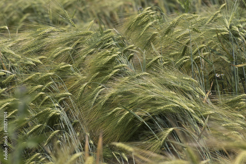 ears in summer in the field