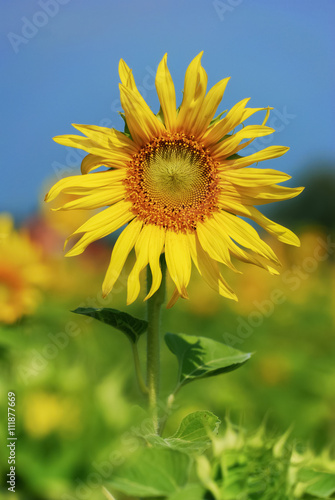 A lonely sun flower