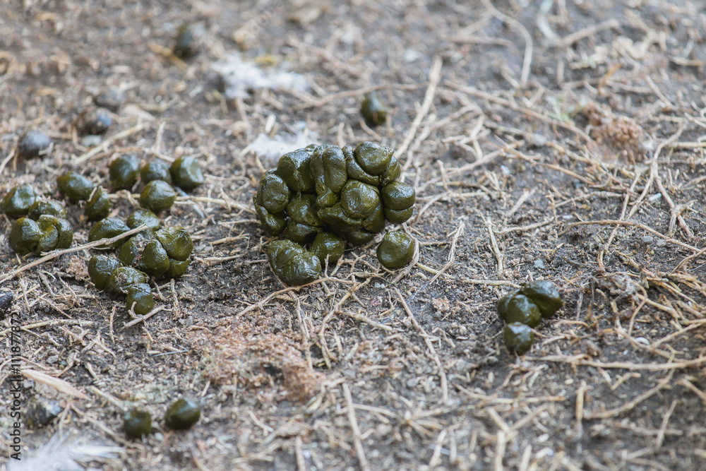 Fototapeta premium Close up new sheep excrement on ground