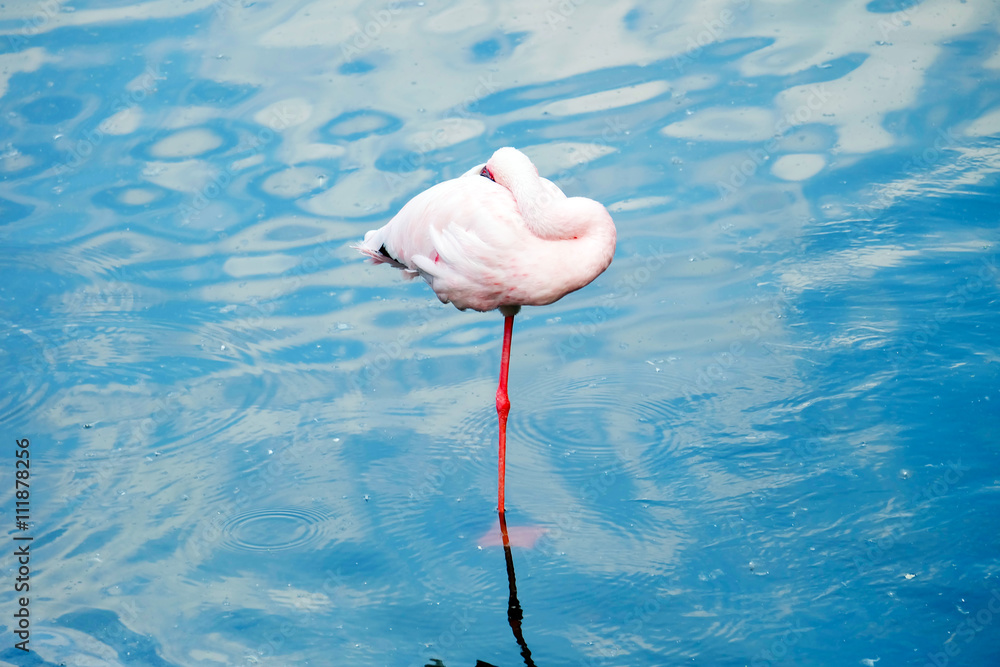 Naklejka premium Sea Exotic fish under water