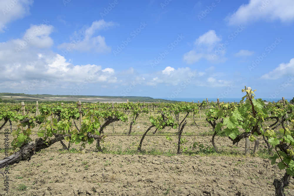 Fototapeta premium Spring Vineyard in the daytime.