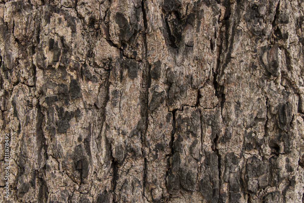 Brown bark skin Brown bark skin