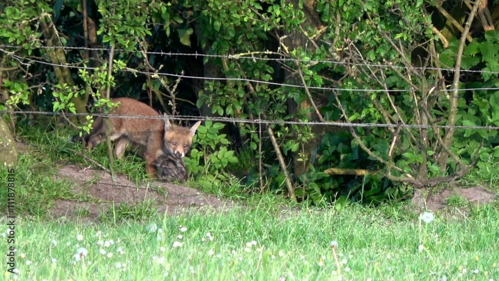 Young fox cub coming out of forest around their home green landscape grassland and bushes around fox holes red coat upright triangular ears pointed slightly upturned snout and long bushy tail 4k Young fox cub coming out of forest around their home green landscape grassland and bushes around fox holes red coat upright triangular ears pointed slightly upturned snout and long bushy tail 4k