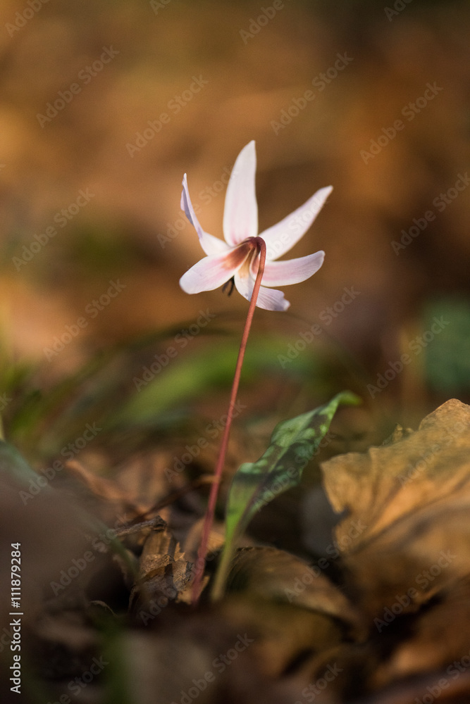 Obraz premium Dente di Cane