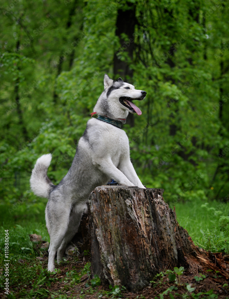 Obraz premium gray husky dog breed from the old stump