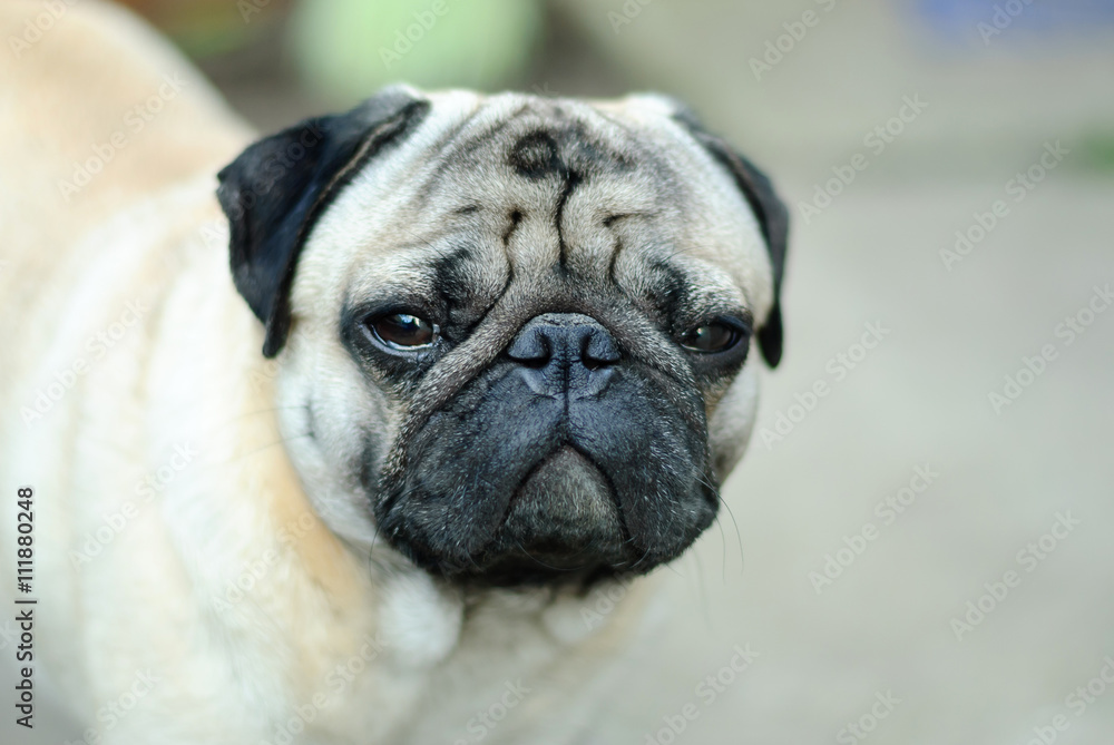 good-looking domestic dog with squint eyes