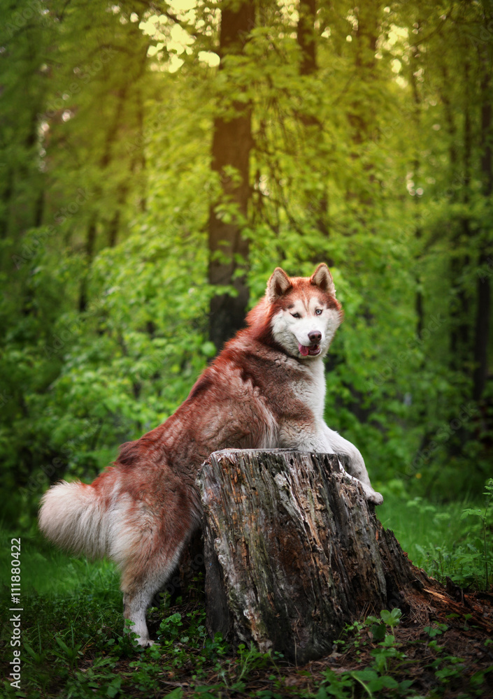 Obraz premium haired husky dog breed from the old stump