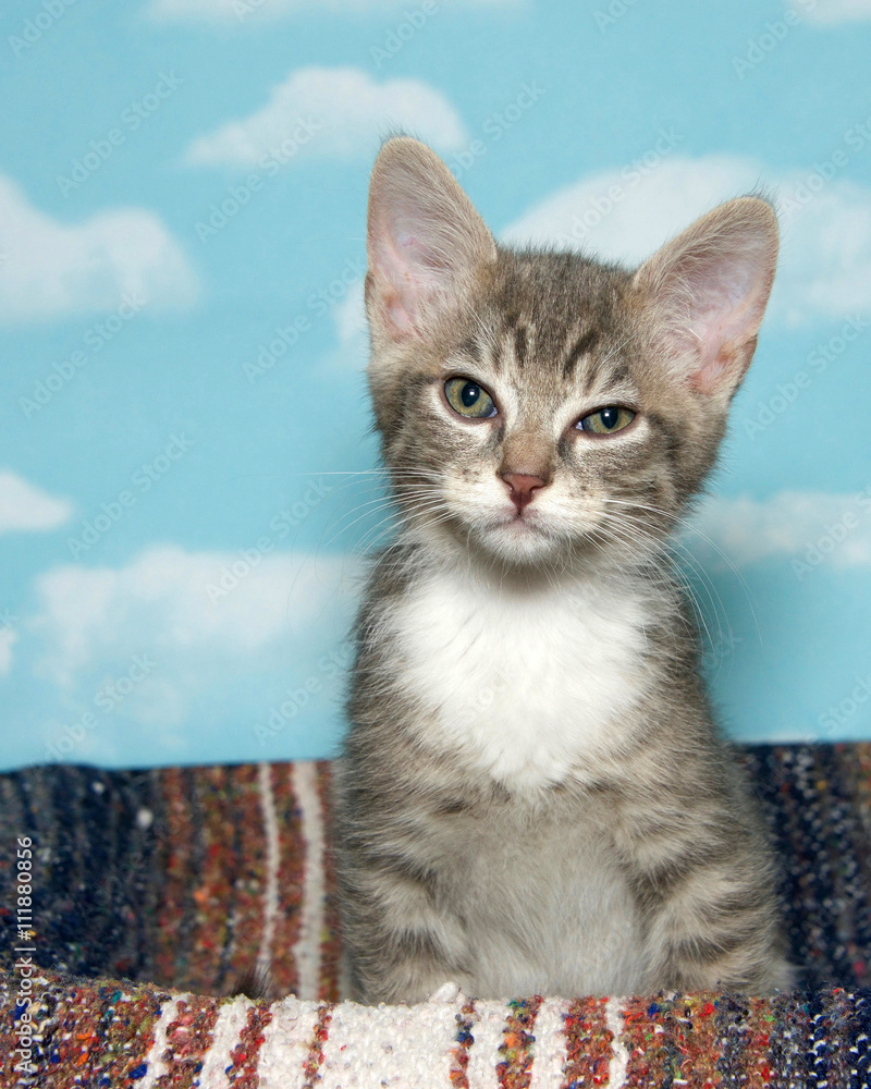 Obraz premium Gray and white stripped tabby kitten sitting on a stripped blanket blue background with white clouds. Vertical presentation