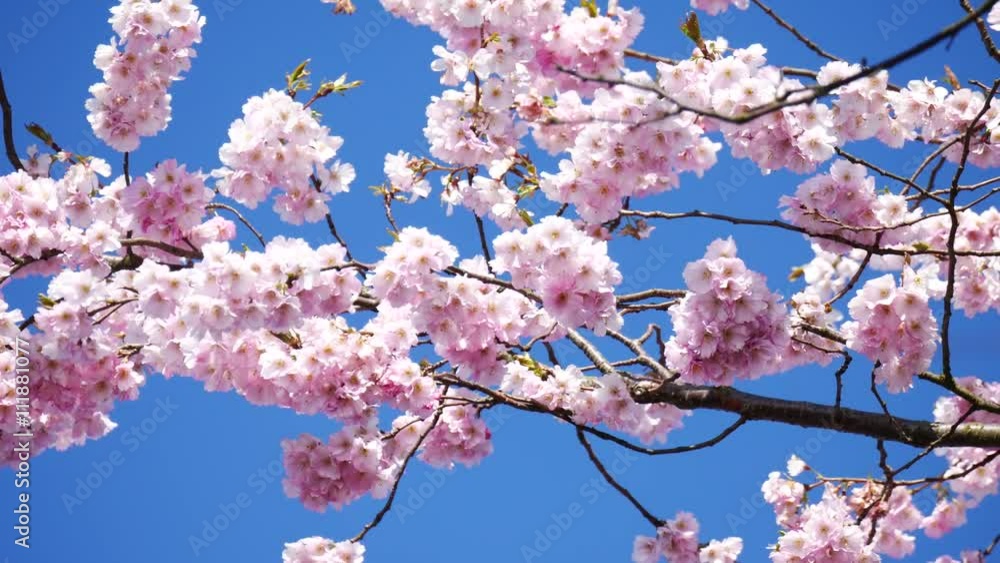 Close up of Sakura (Cherry Blossom)
Close up of Sakura (Cherry Blossom)