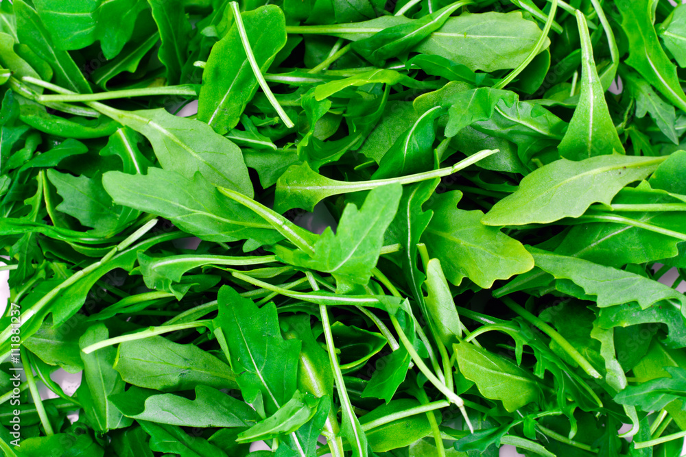 Fresh Green Arugula Fresh Green Arugula