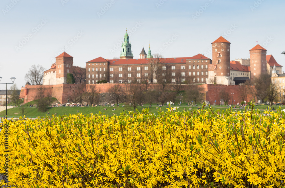 Blooming forsythia hedge and Wawel castle, Krakow, Poland - focus on castle