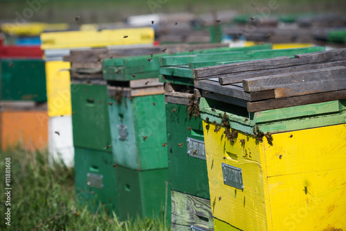 Horizontal close up of green and yellow beehives © macondos