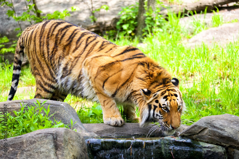 Fototapeta premium Siberian bengal tiger drinking water