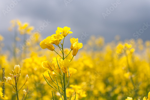 Blooming canola closeup