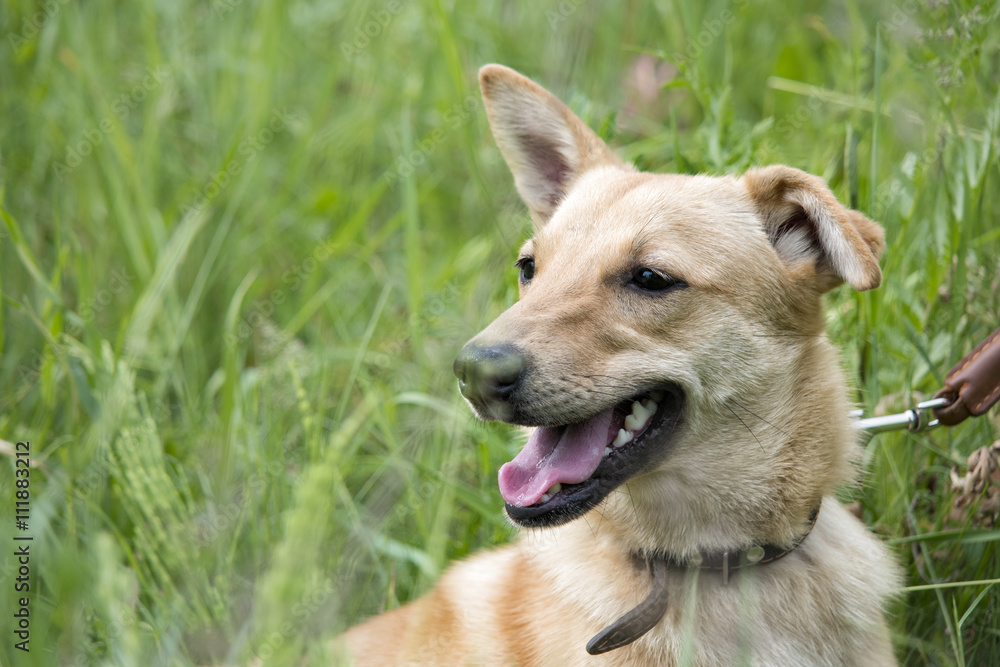 funny dog in the grass