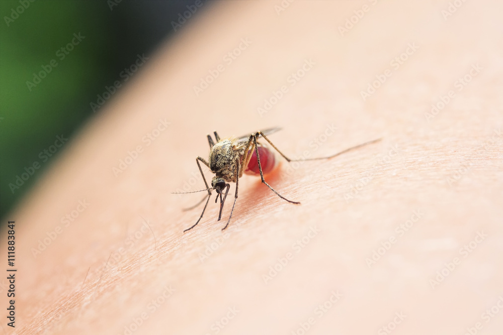 mosquito sucks the blood from his hands mosquito sucks the blood from his hands