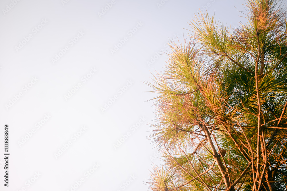 Closeup on pine tree branch over blue sky Closeup on pine tree branch over blue sky