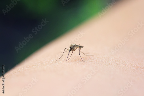 insect mosquito drinking blood from human hand