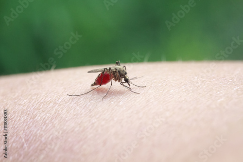 insect mosquito drinks the blood from his hands with a thin proboscis