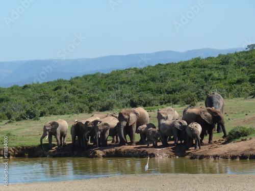 Słonie przy wodopoju na safari