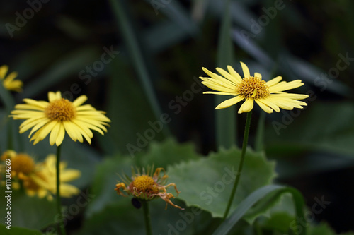 small yellow flowers on the background bokeh