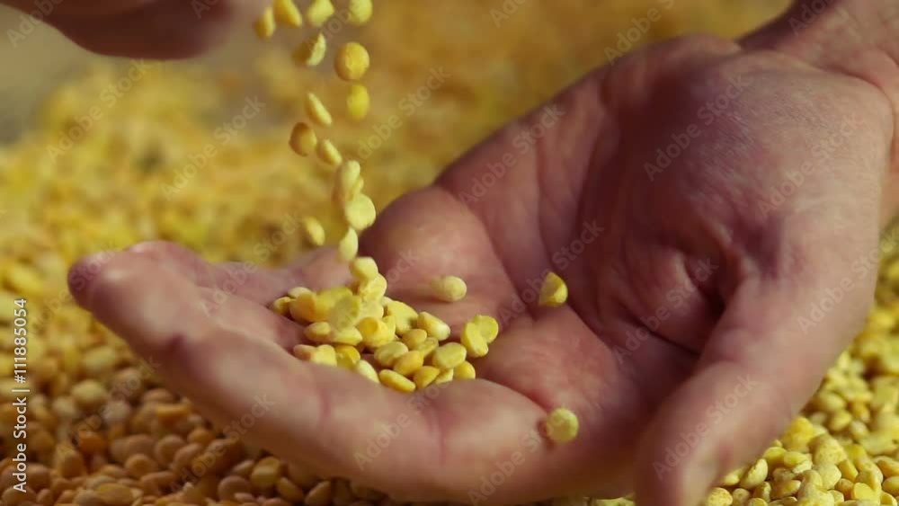 Farmer hands touching split peas, high quality agriculture product for export
Farmer hands touching split peas, high quality agriculture product for export