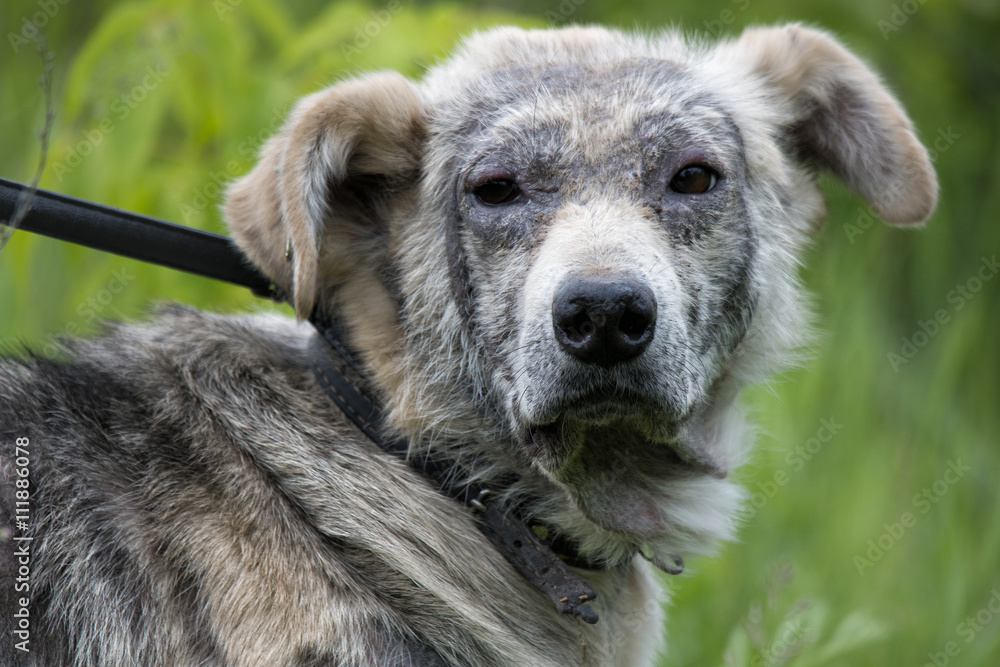 Obraz premium sick dog demodex