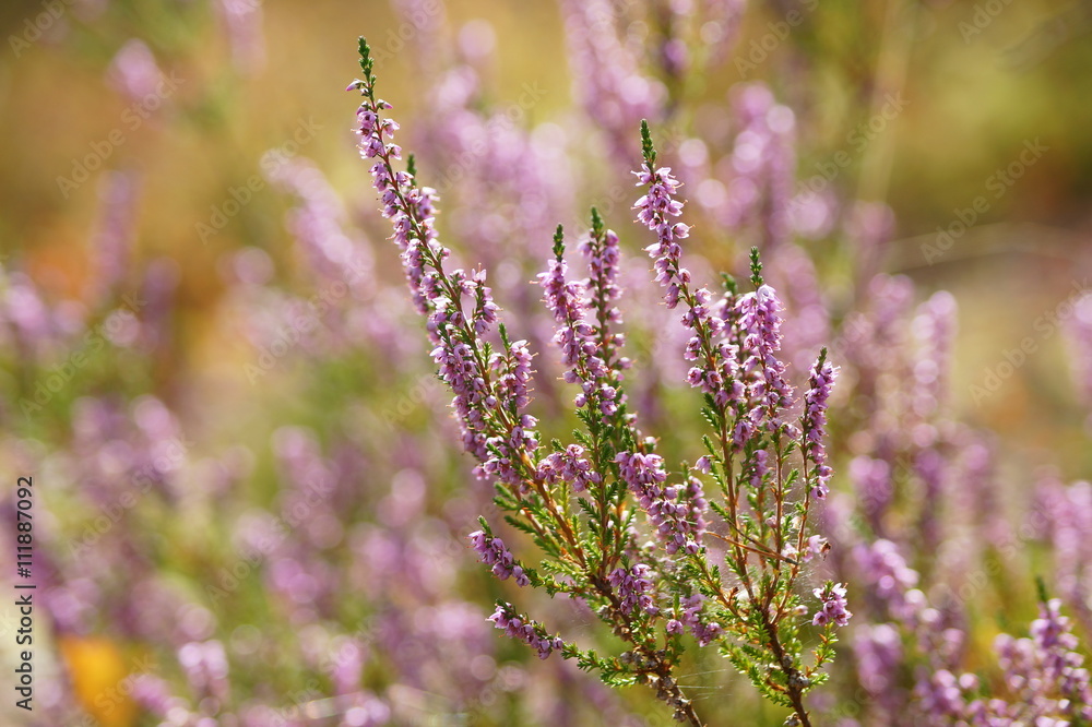 Obraz premium Common heather (calluna vulgaris). Small honey forest plant and ornamental garden plant.