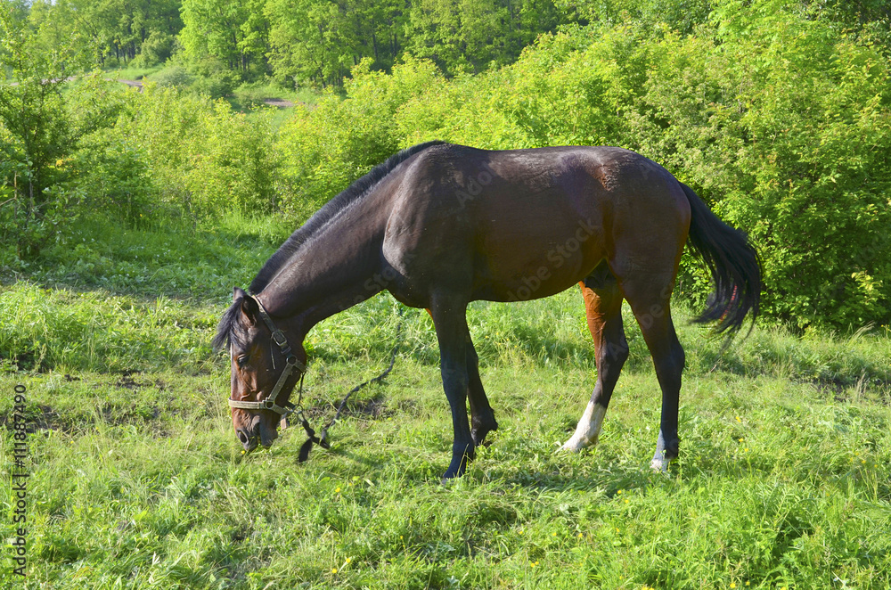 A beautiful brown horse grazing on a green spring pasture. A beautiful brown horse grazing on a green spring pasture.