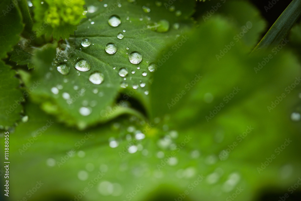 Fototapeta premium flower garden