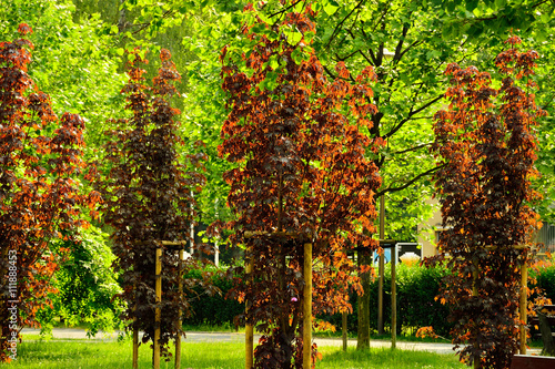 Młode drzewa z czerwonymi lisciami na tle zielonych photo
