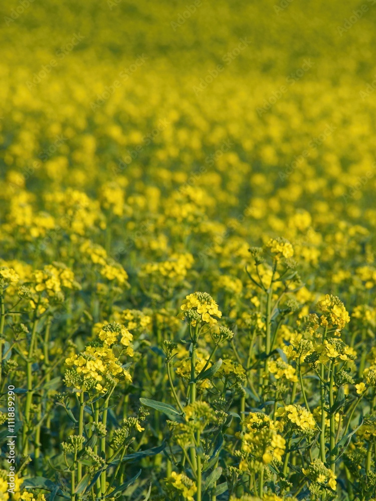 Yellow oilseed rape Yellow oilseed rape