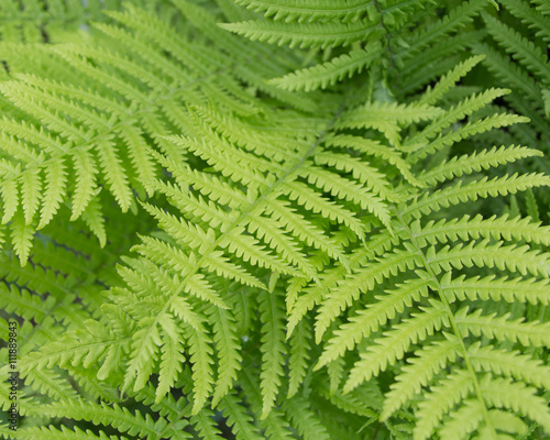Fern: abstract background