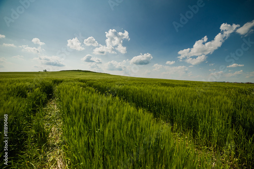 beautiful landscape with the sky and green field of wheat