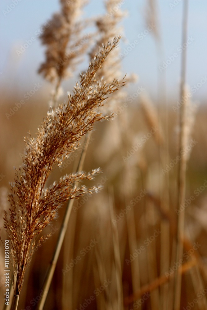 Fototapeta premium Schilf