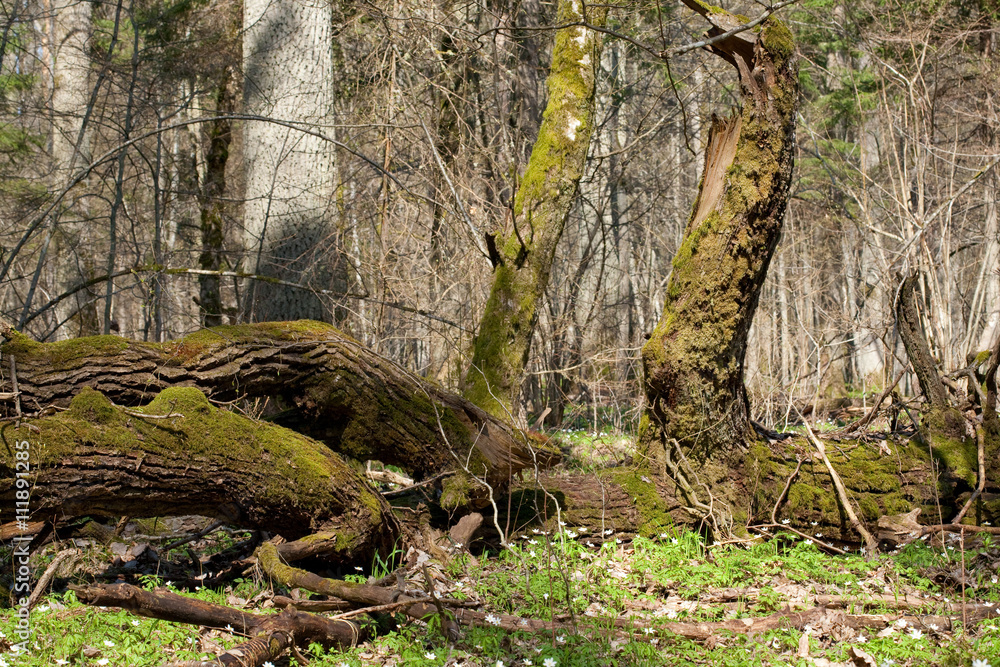 Deciduous stand of Bialowieza Forest in spring Deciduous stand of Bialowieza Forest in spring
