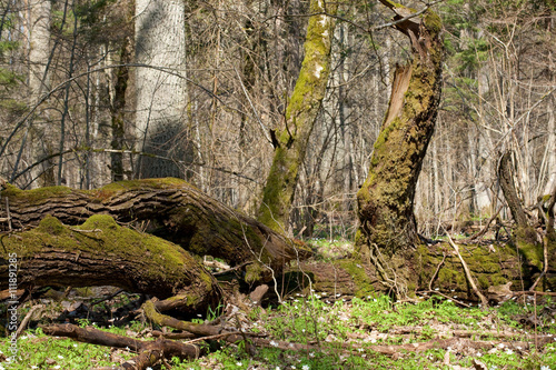 Deciduous stand of Bialowieza Forest in spring