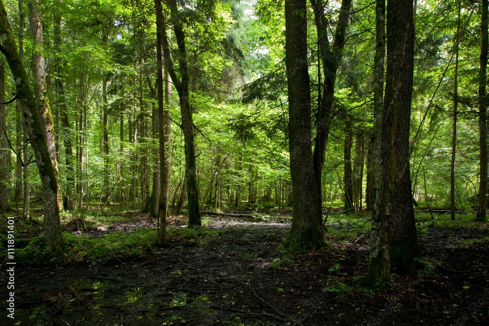 Obraz premium Wet deciduous stand of Bialowieza Forest