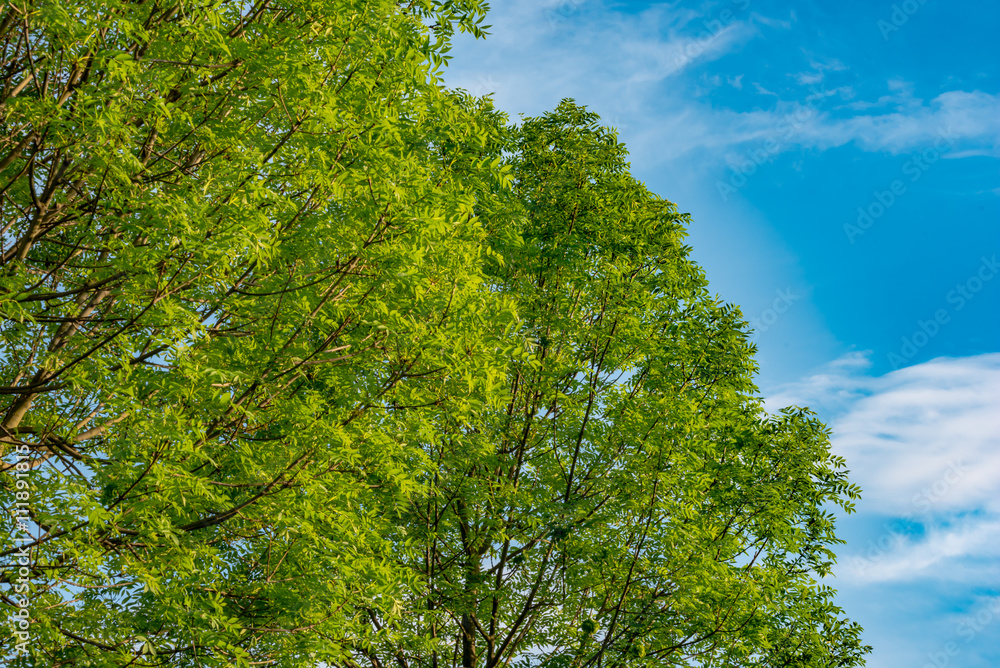 Fototapeta premium Beautiful trees on sky background