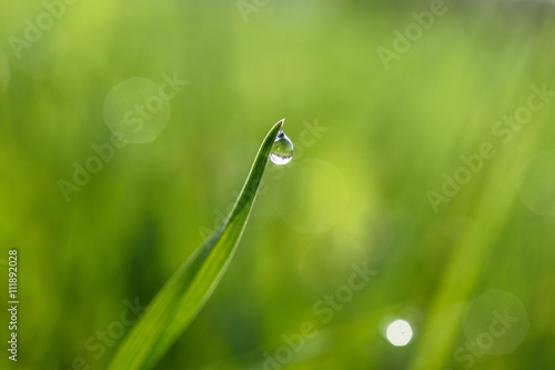 Grass and dewdrop