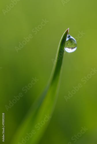 Early dewdrop