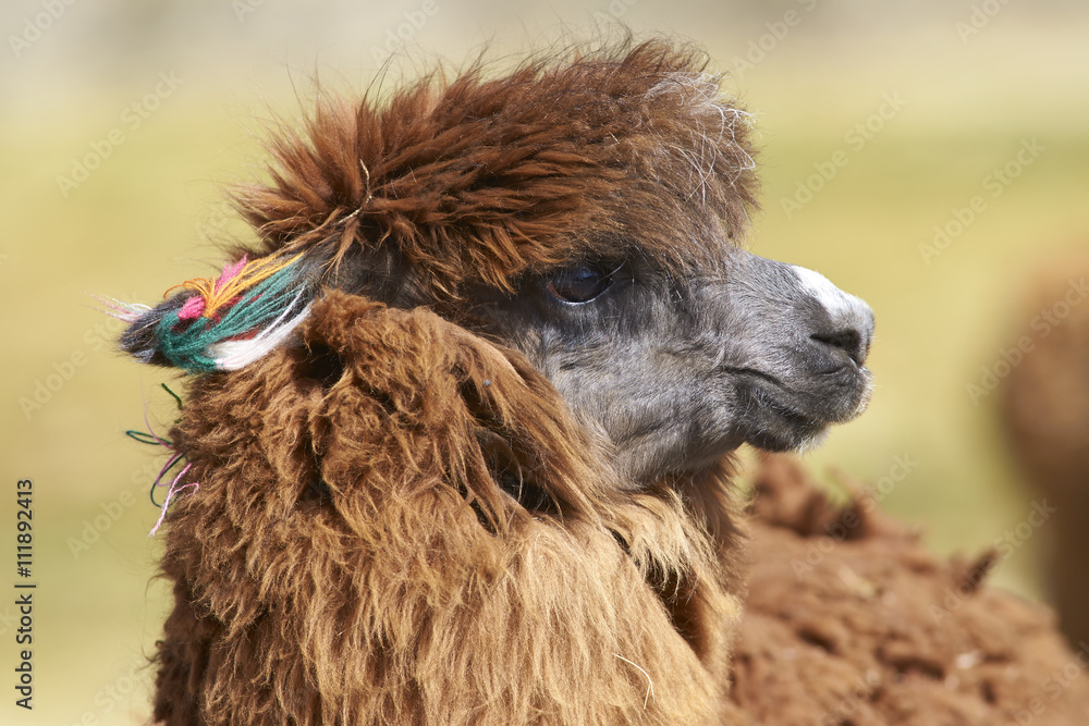 Fototapeta premium Portrait of an alpaca (Lama pacos) on a wetland in Lauca National Park, northern Chile.