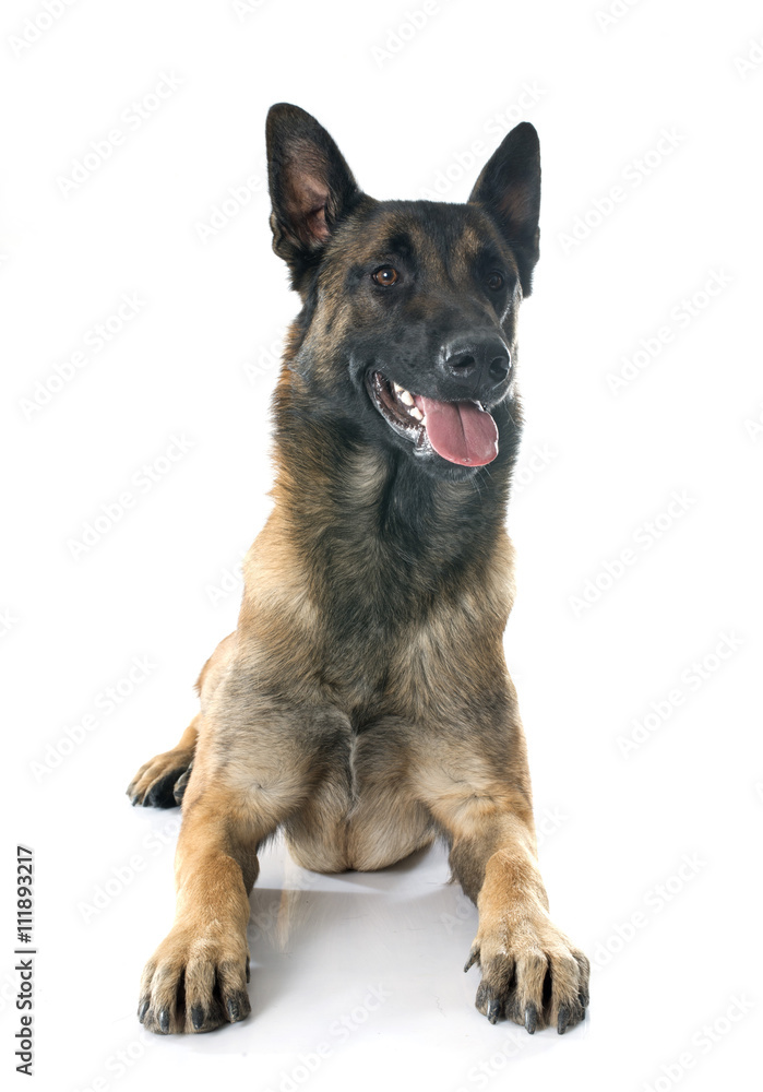 belgian shepherd dog
