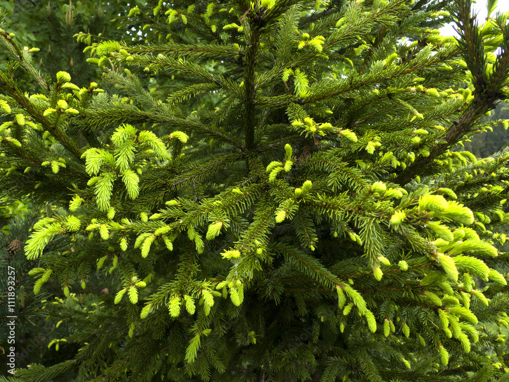 green prickly branches of a fur-tree or pine
