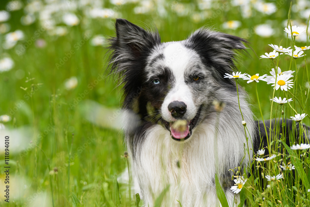 Hund im Margeritenblumenfeld
