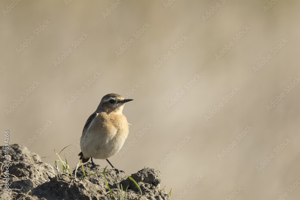 Fototapeta premium Whinchat Saxicola rubetra
